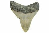 Serrated, Fossil Megalodon Tooth - North Carolina #295268-1